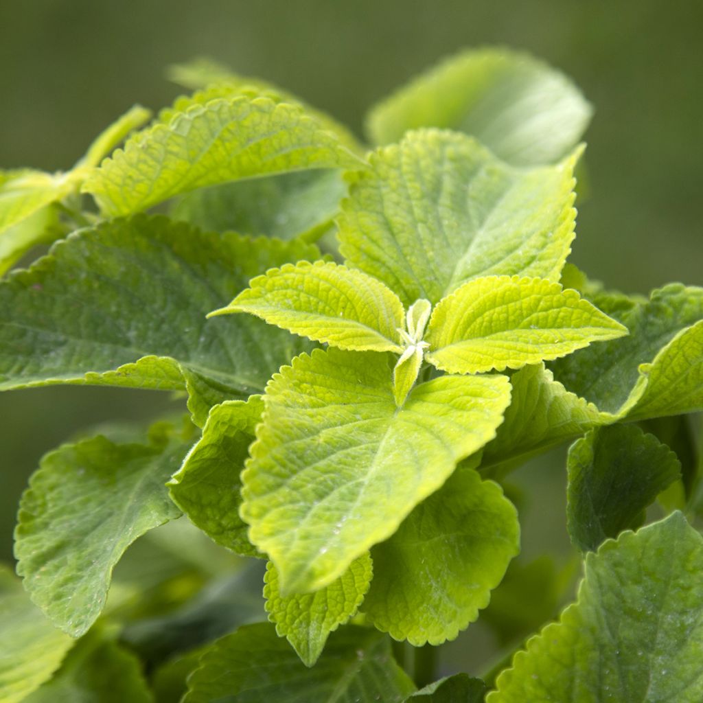 Isokirjopeippi Mezmerize Bright Green (siemenet)