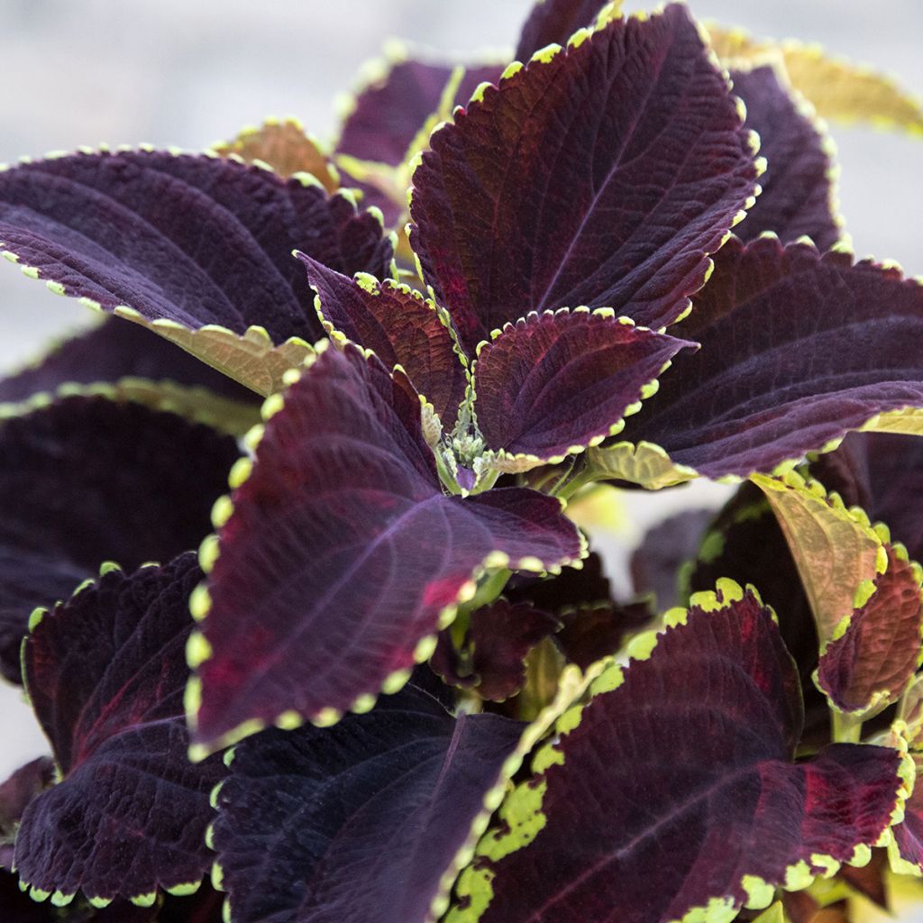 Isokirjopeippi Mezmerize Chocolate Lime Edge (siemenet)