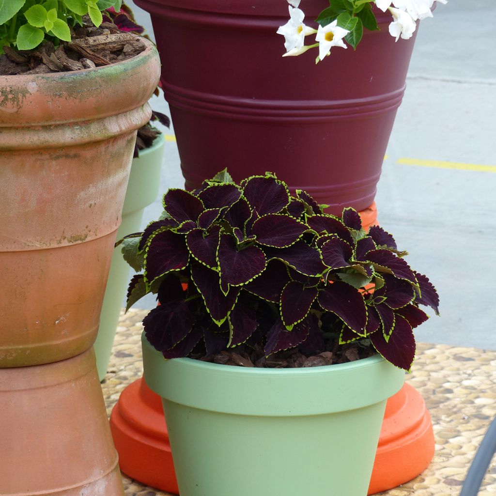 Isokirjopeippi Mezmerize Chocolate Lime Edge (siemenet)