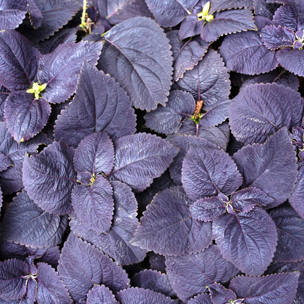 Isokirjopeippi Palisandra (siemenet)