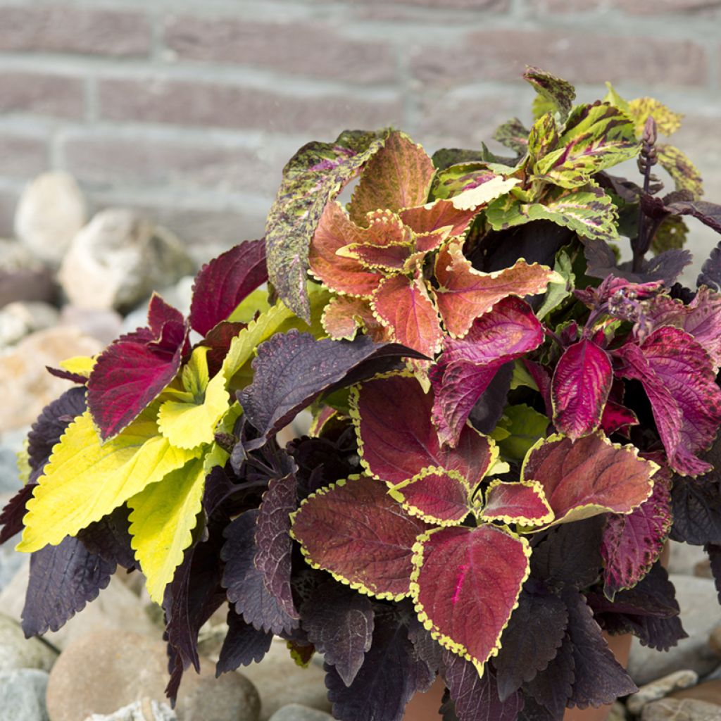 Isokirjopeippi Pinto Mix (siemenet)
