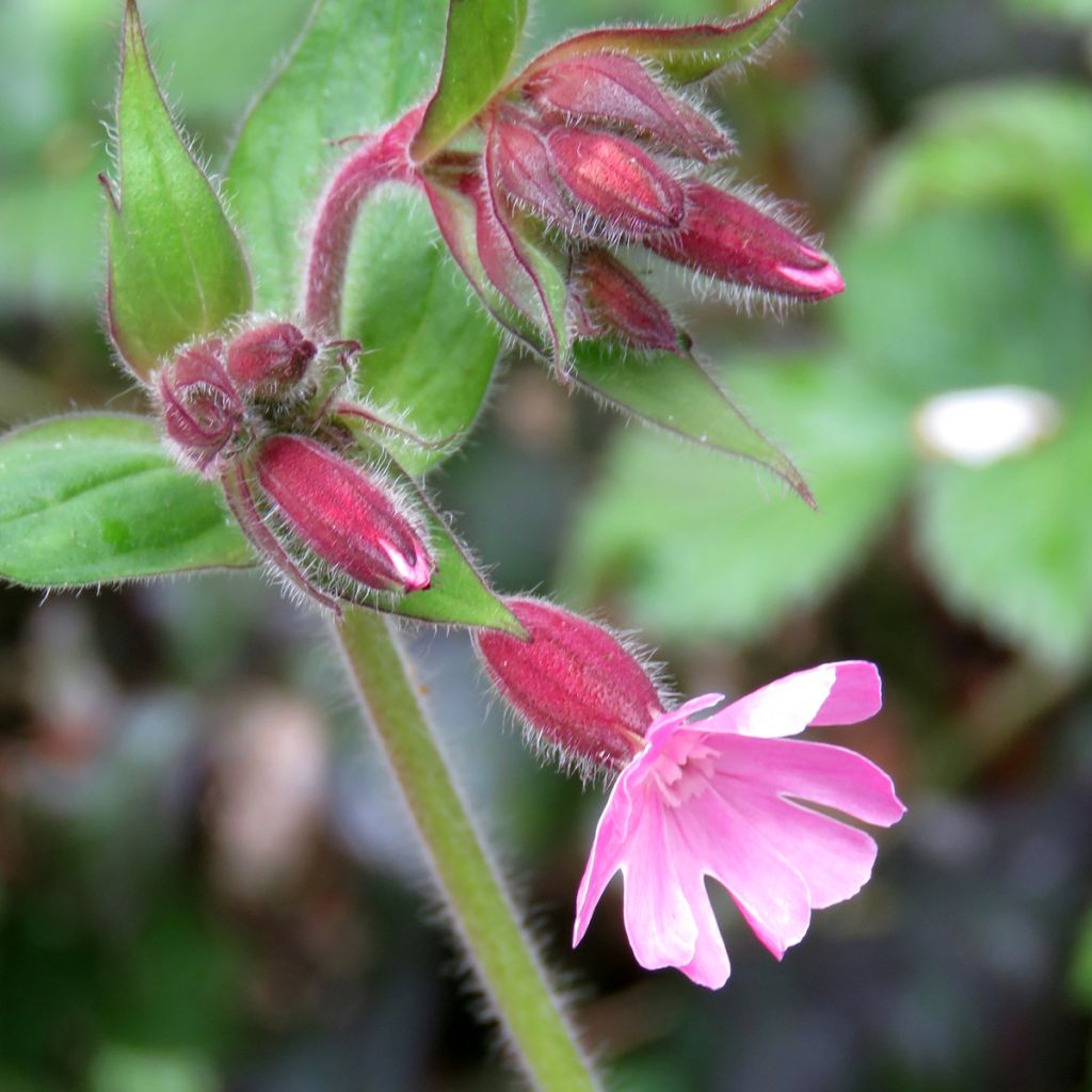 Puna-ailakki (siemenet) - Silene dioica