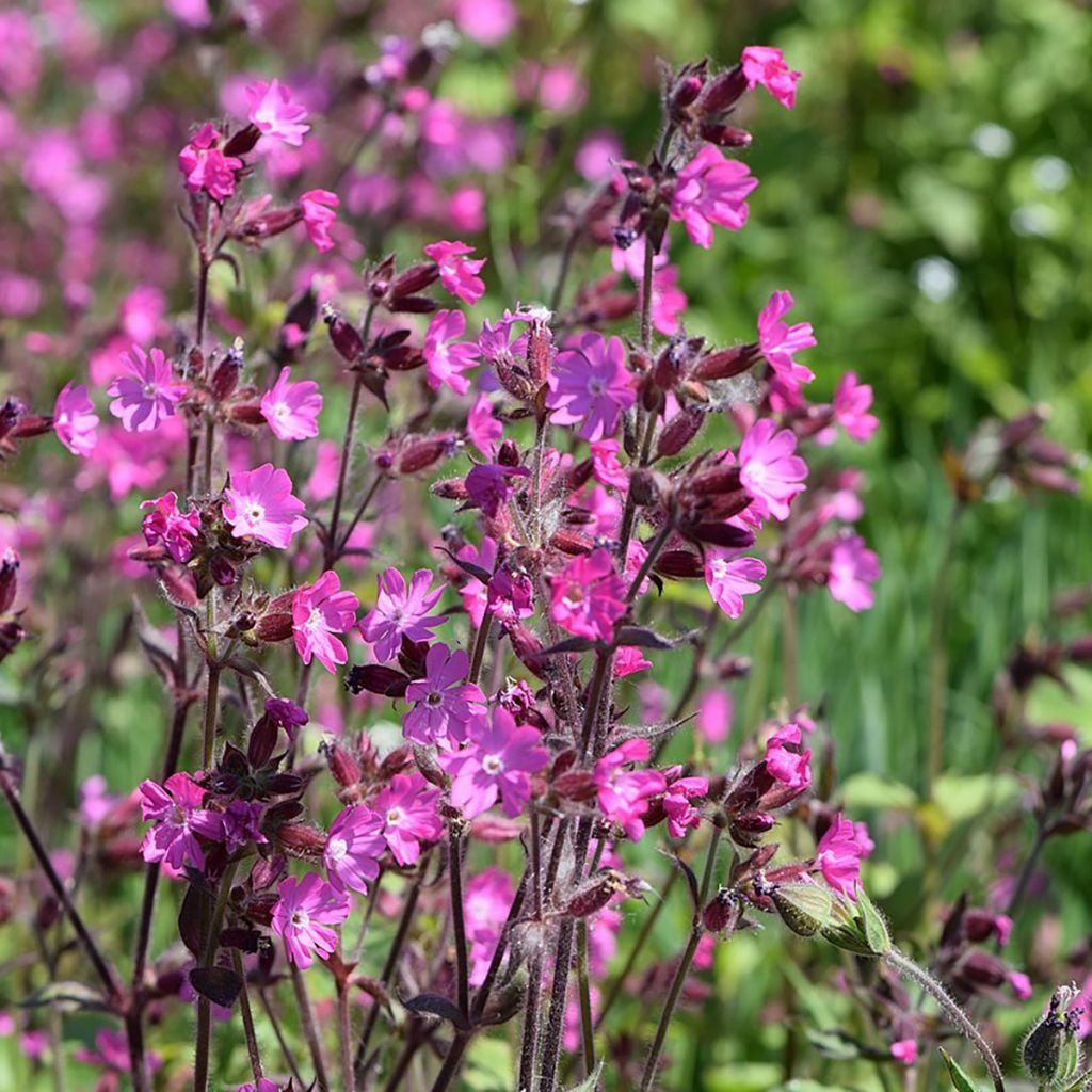 Puna-ailakki (siemenet) - Silene dioica