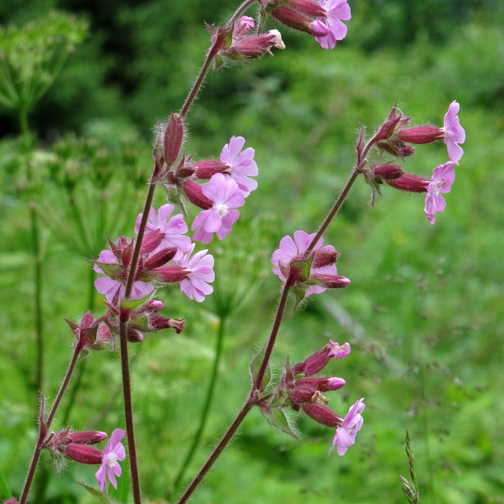 Puna-ailakki (siemenet) - Silene dioica