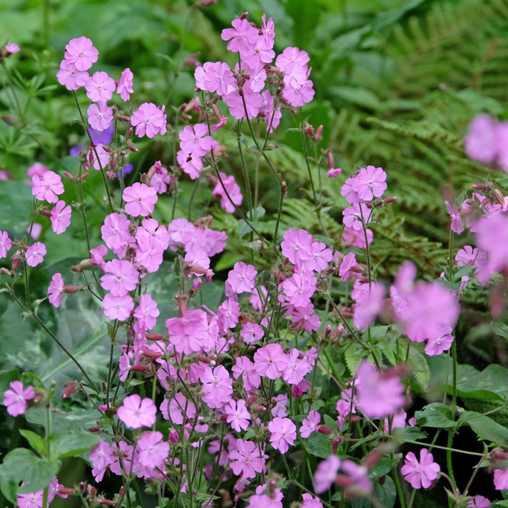 Puna-ailakki - Silene dioica, latifolia