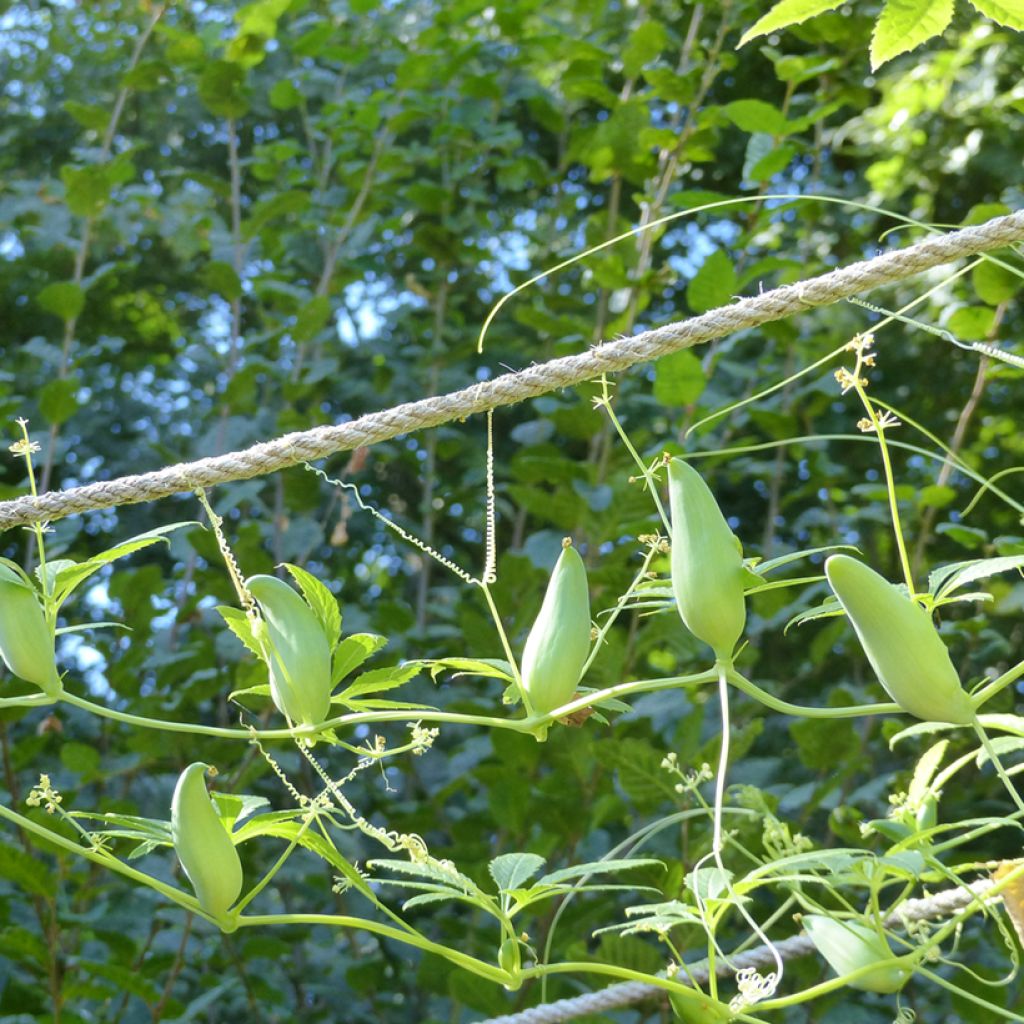 Herkkuhyppykurkku (siemenet) - Cyclanthera pedata
