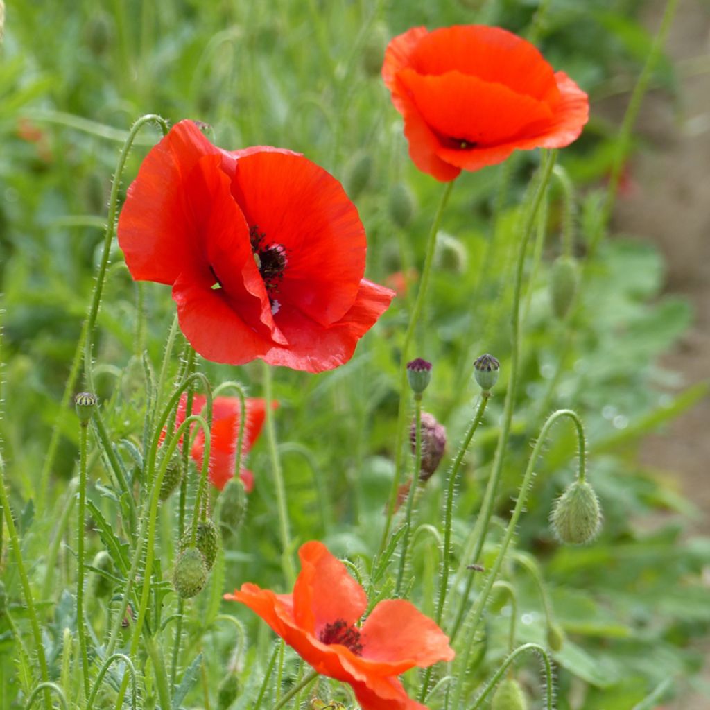 Silkkiunikko luomu (siemenet) - Papaver rhoeas