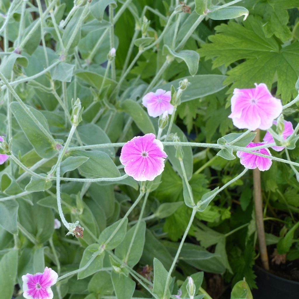 Harmaakäenkukka Angel’s Blush (siemenet)