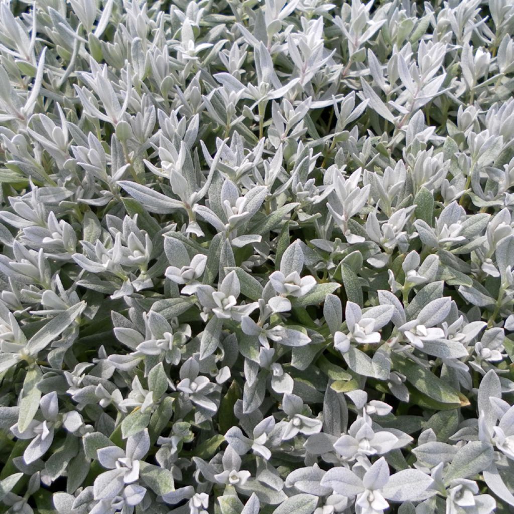 Nukkahärkki (siemenet) - Cerastium biebersteinii