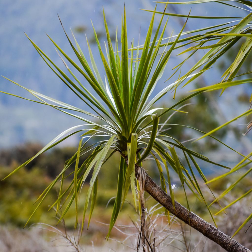 Liljapuut (siemenet) - Cordyline australis