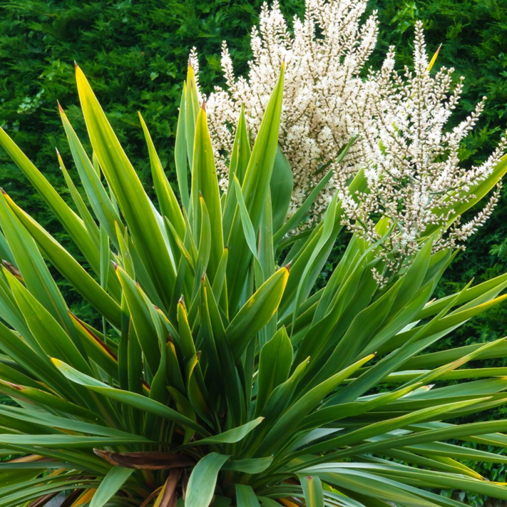 Liljapuut (siemenet) - Cordyline australis