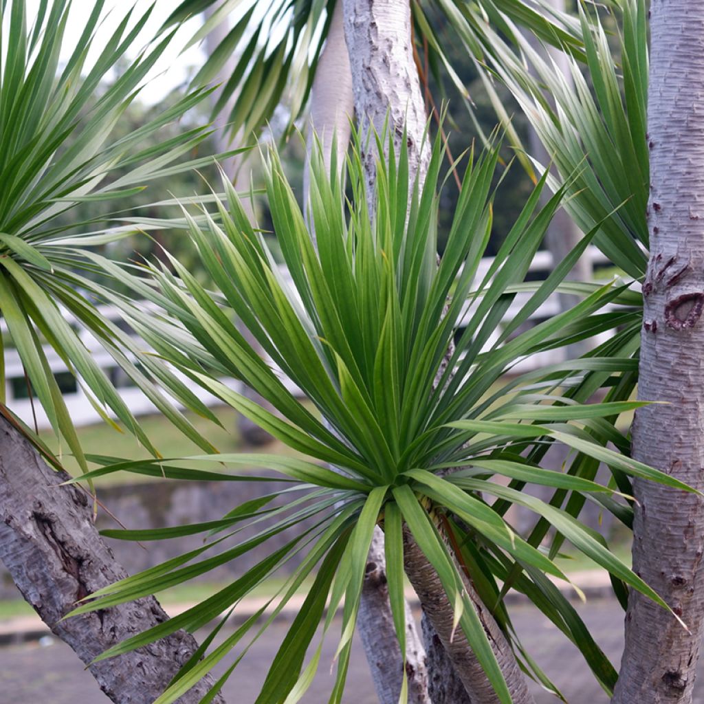 Liljapuut (siemenet) - Cordyline australis