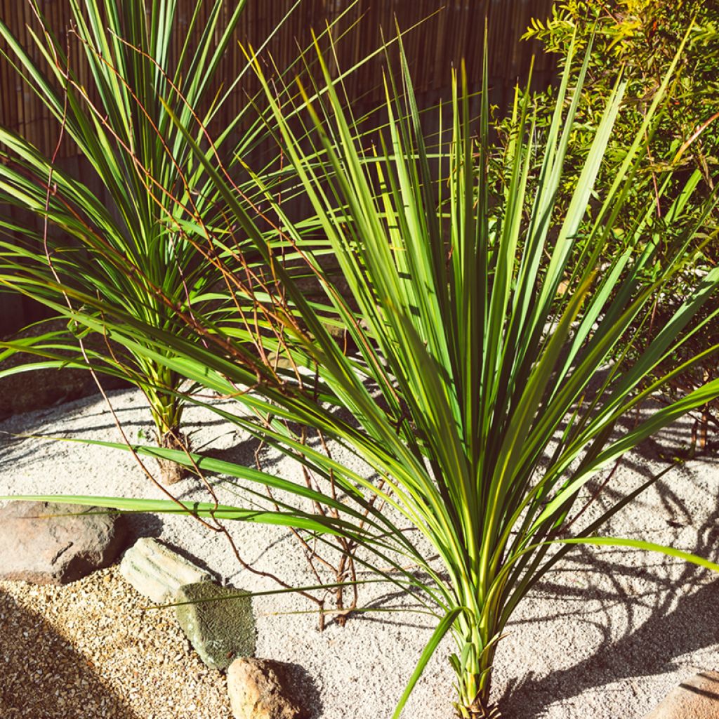 Liljapuut (siemenet) - Cordyline australis
