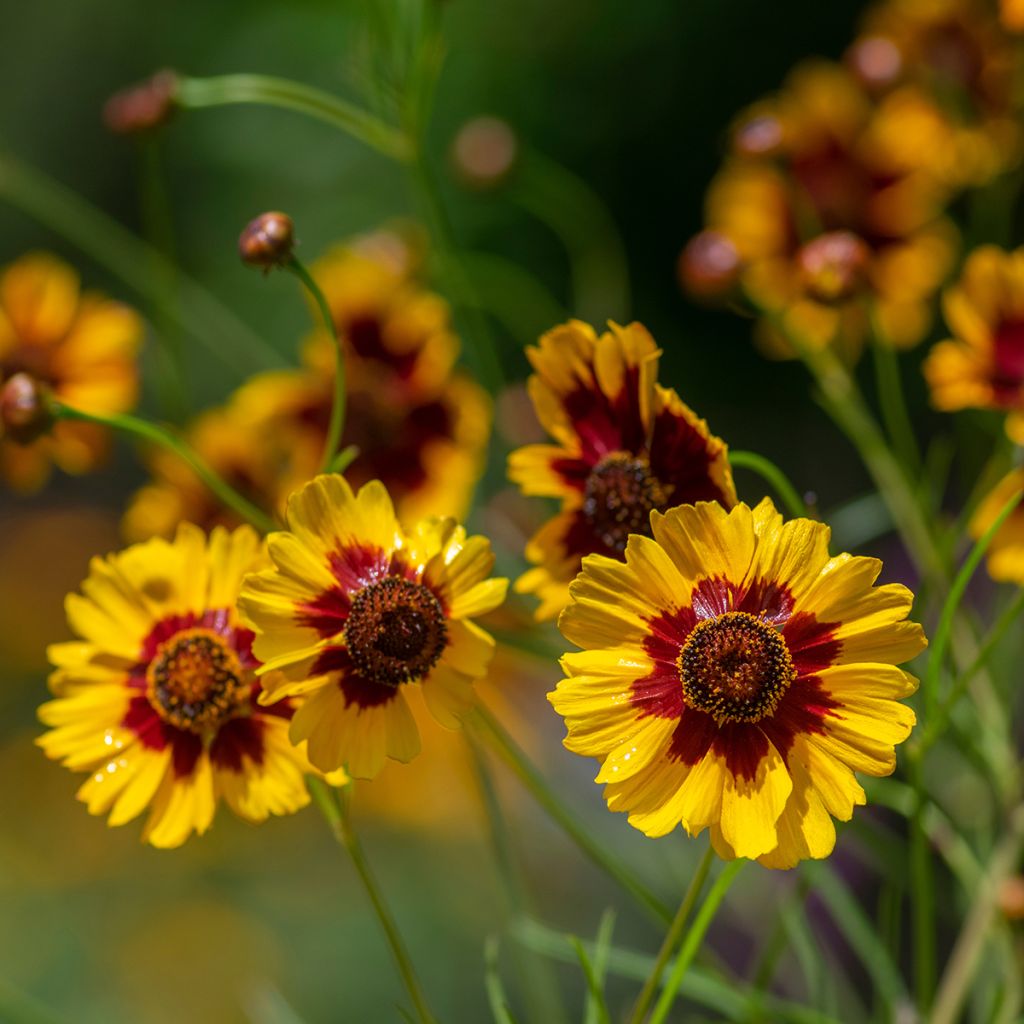 Tiikerikaunosilmä (siemenet) - Coreopsis tinctoria