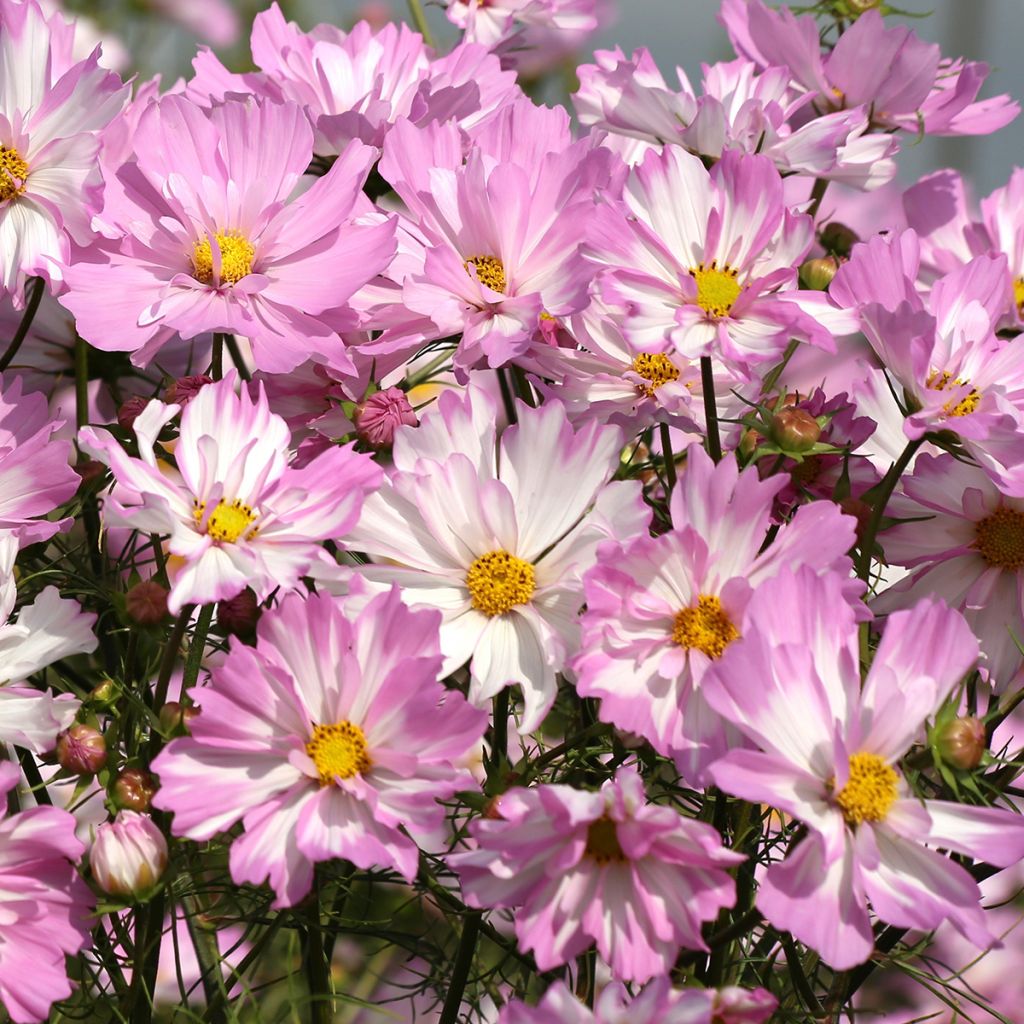 Kosmoskukka Colletta Pink-White (siemenet)