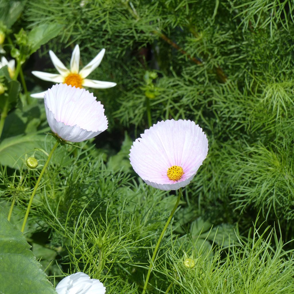 Kosmoskukka Cupsy Blush luomu (siemenet)
