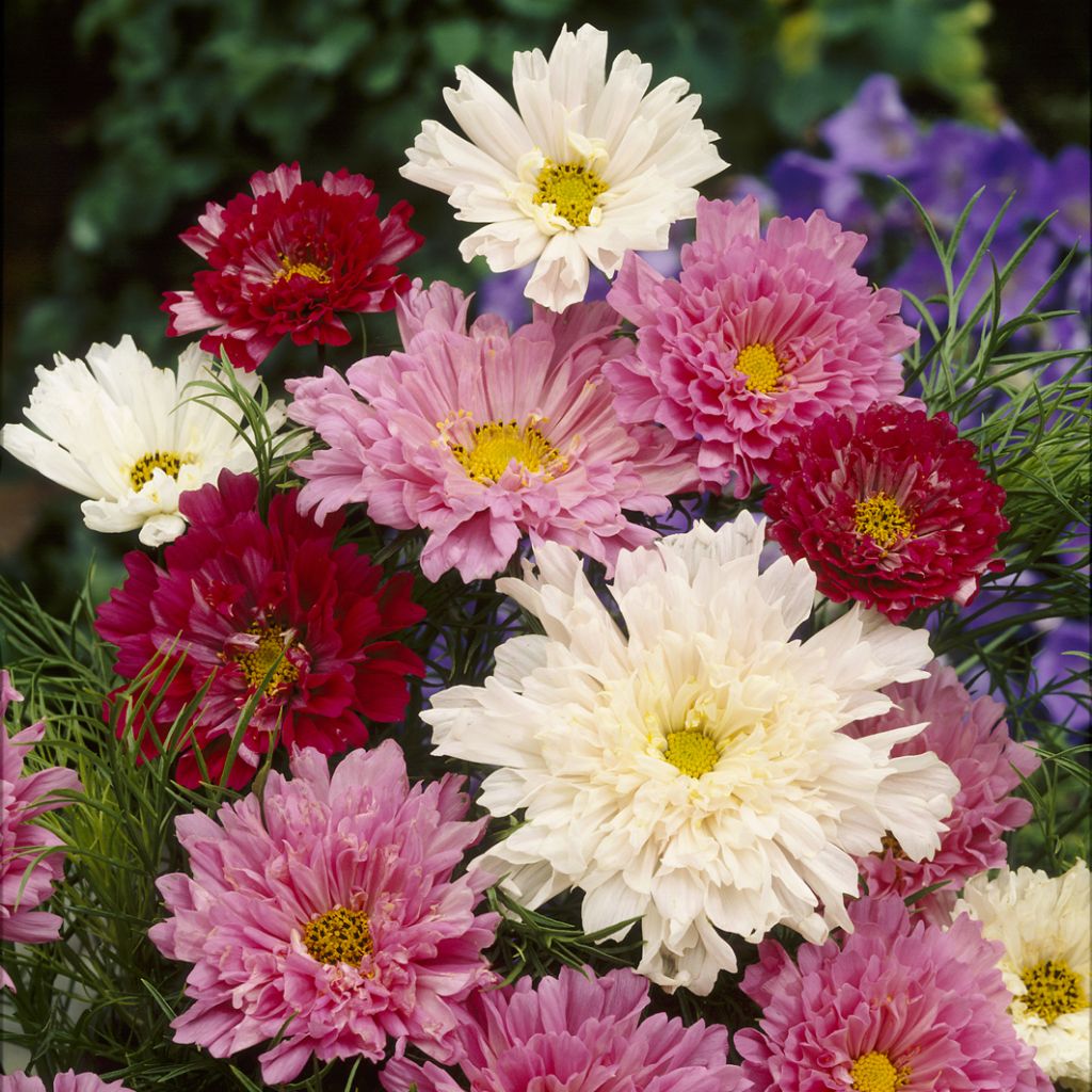 Kosmoskukka Cosmos Double Click Mixed (siemenet)