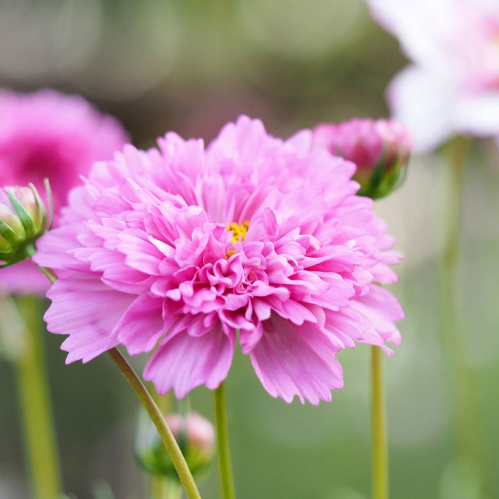 Kosmoskukka Double Click Rose Bonbon (siemenet)