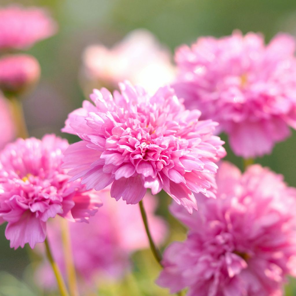 Kosmoskukka Double Click Rose Bonbon (siemenet)