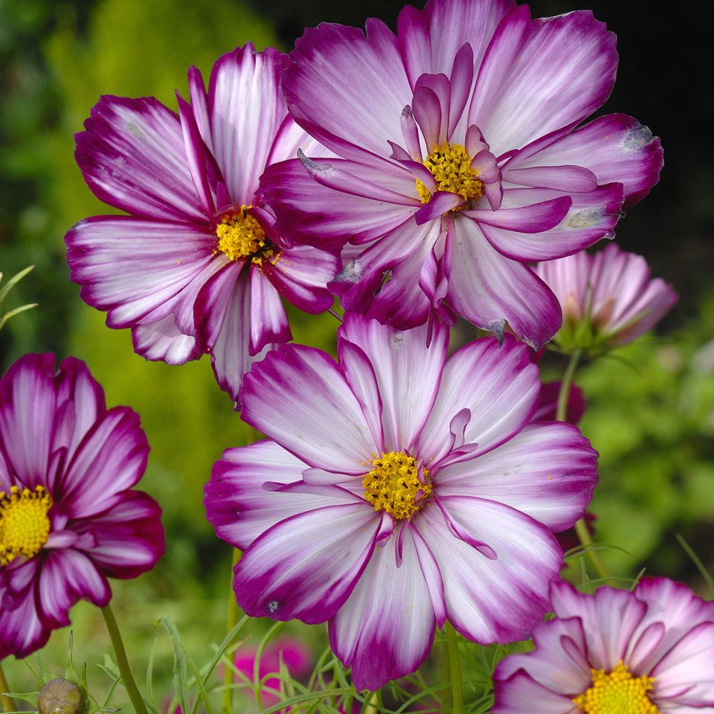 Kosmoskukka Fizzy Pink (siemenet)