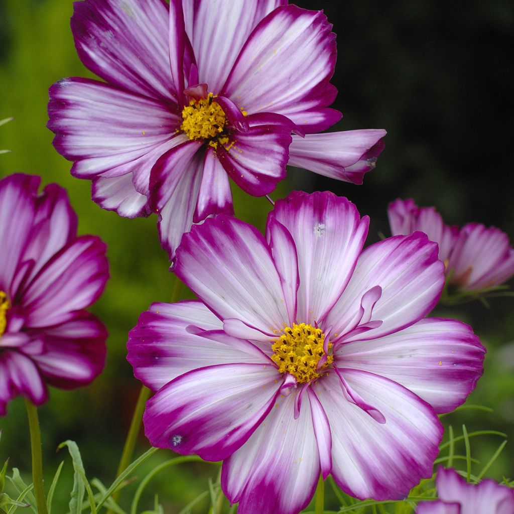 Kosmoskukka Fizzy Pink (siemenet)