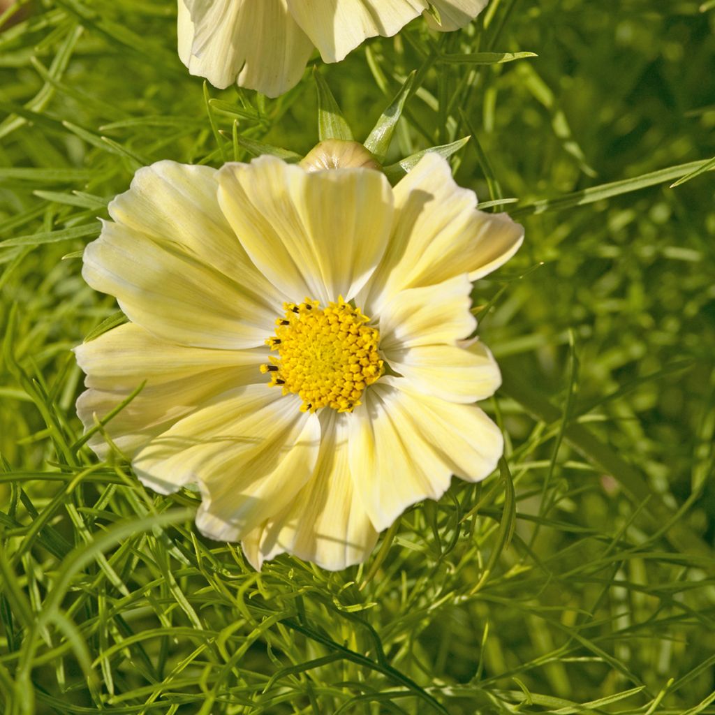 Keltakosmos Kiiro (siemenet)