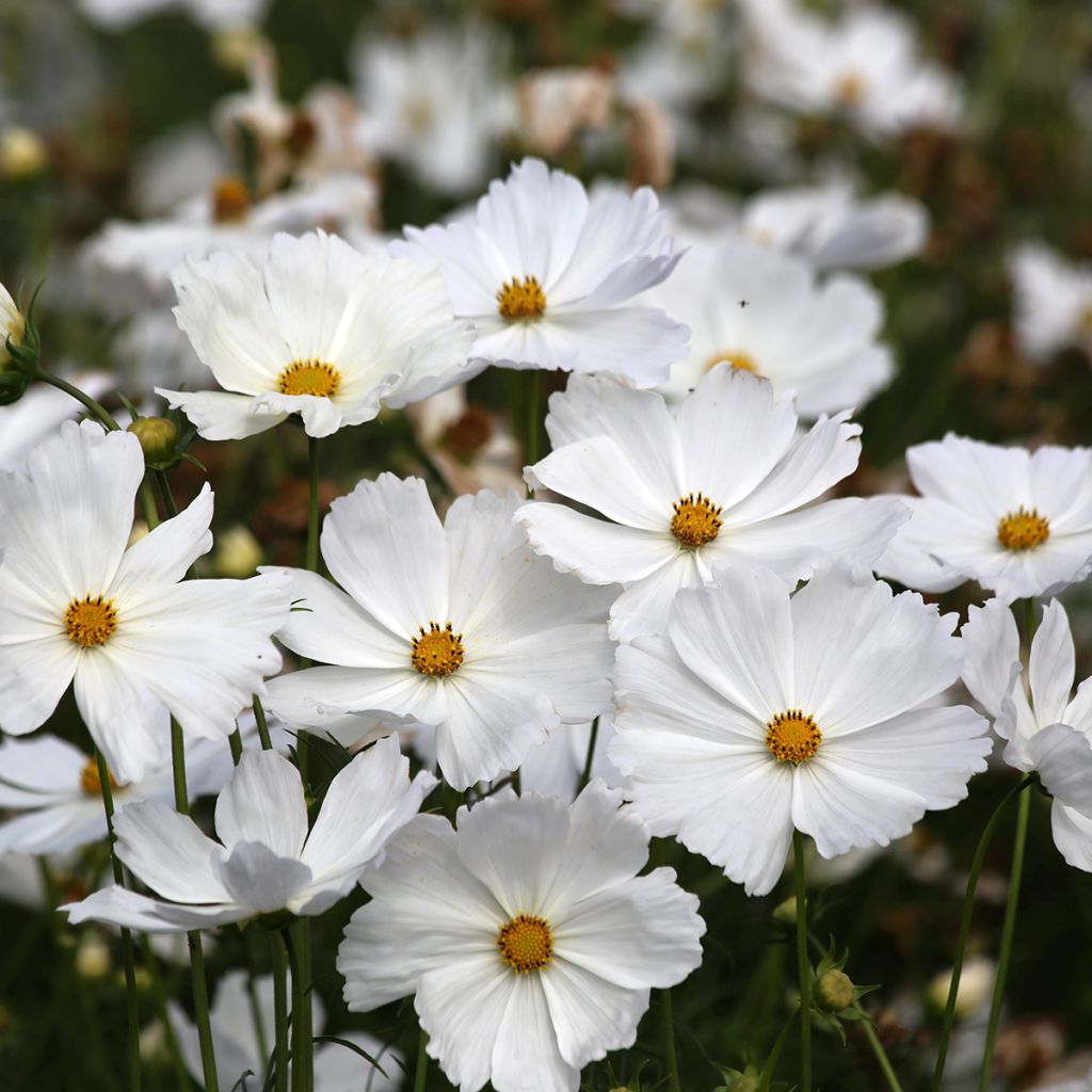 Kosmoskukka (siemenet) - Cosmos x bipinnatus