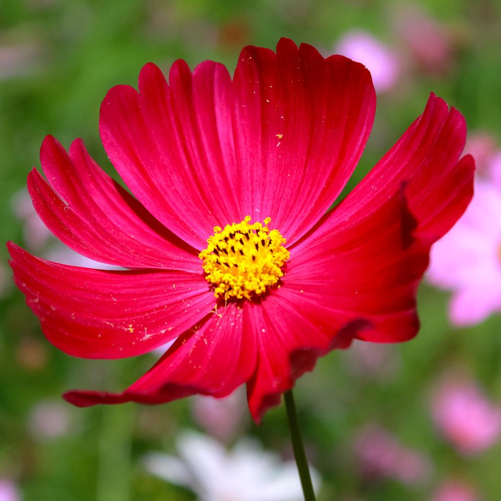 Kosmoskukka Sensation Dazzler (siemenet)