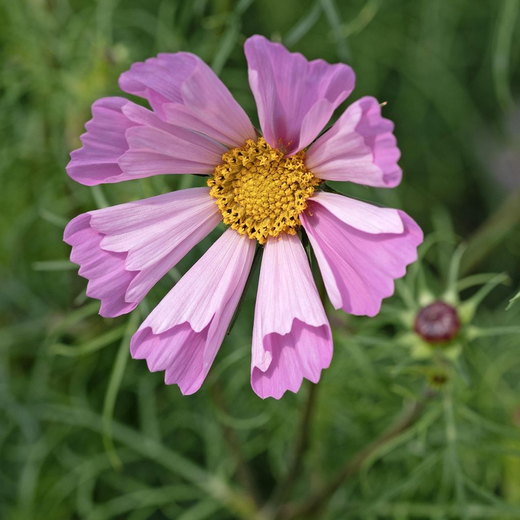 Kosmos Pinwheel Pink