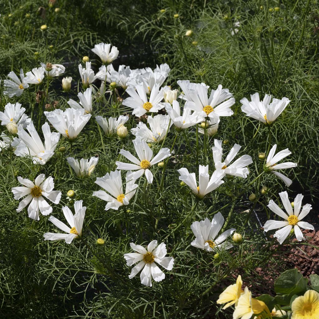 Kosmoskukka Pinwheel White (siemenet)