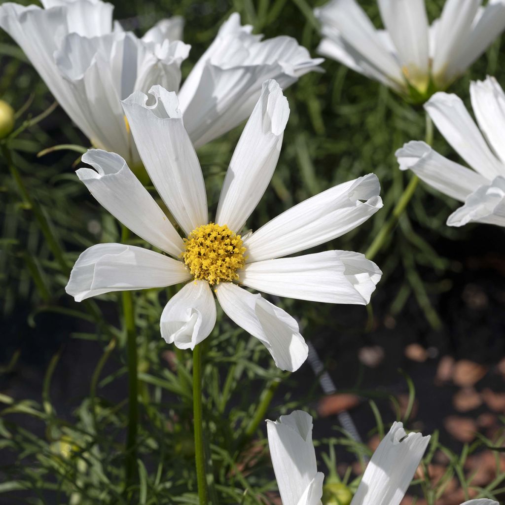 Kosmoskukka Pinwheel White (siemenet)