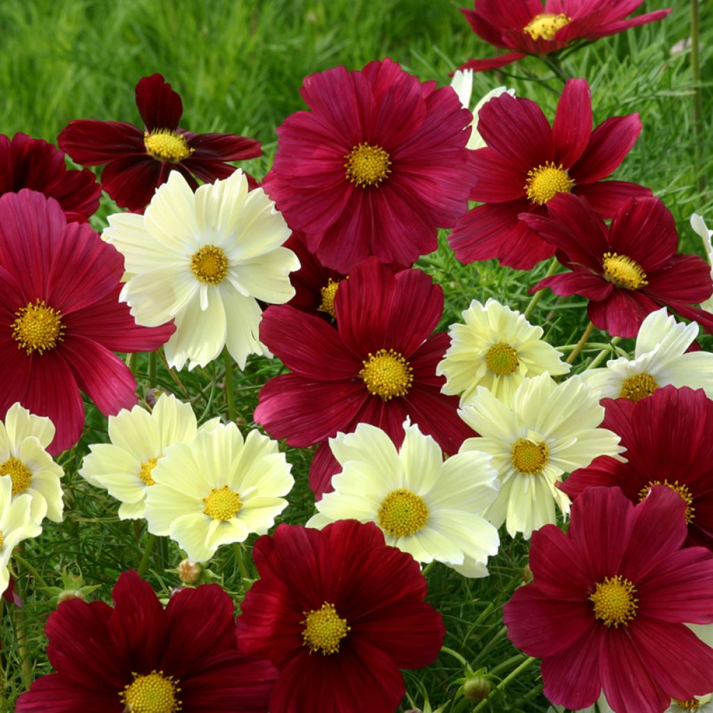 Kosmoskukka Xanthos Rubinato (siemenet)