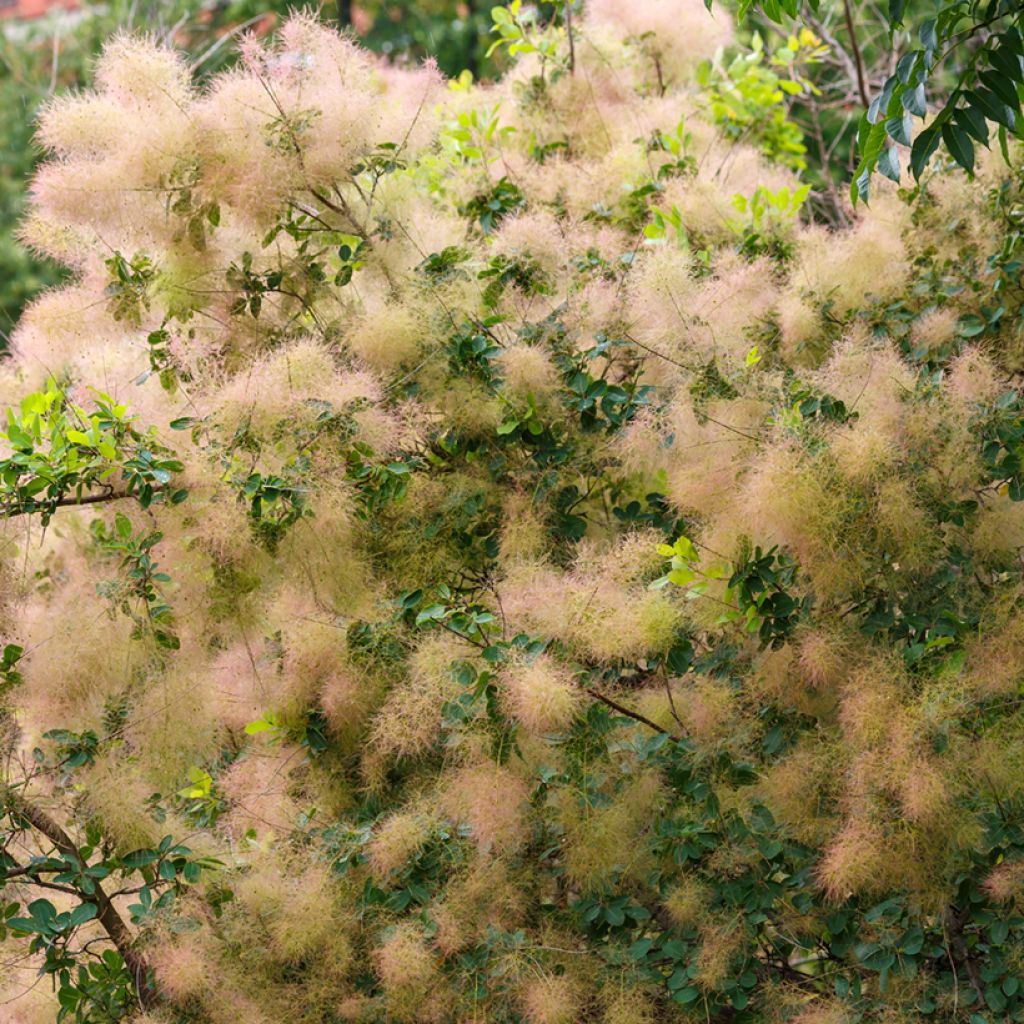 Peruukkipensas (siemenet) - Cotinus coggygria