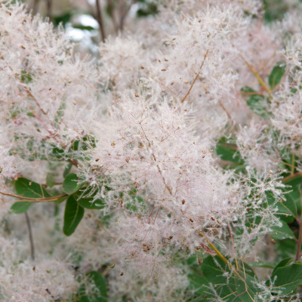 Peruukkipensas (siemenet) - Cotinus coggygria