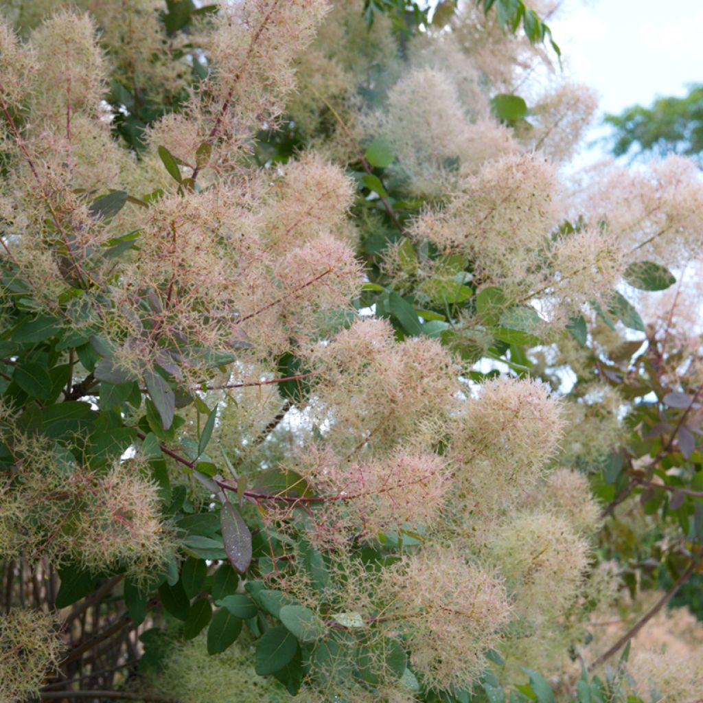 Peruukkipensas (siemenet) - Cotinus coggygria