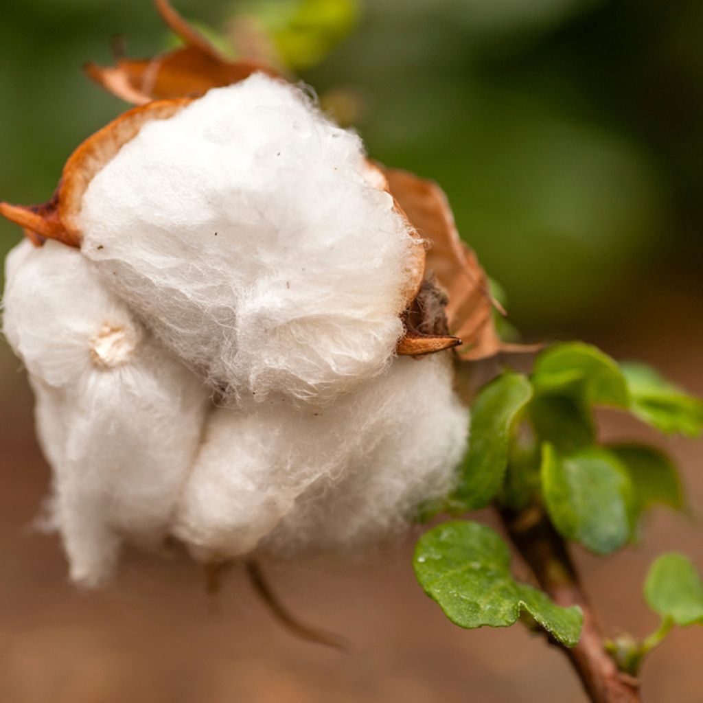 Intianpuuvilla (siemenet) - Gossypium herbaceum