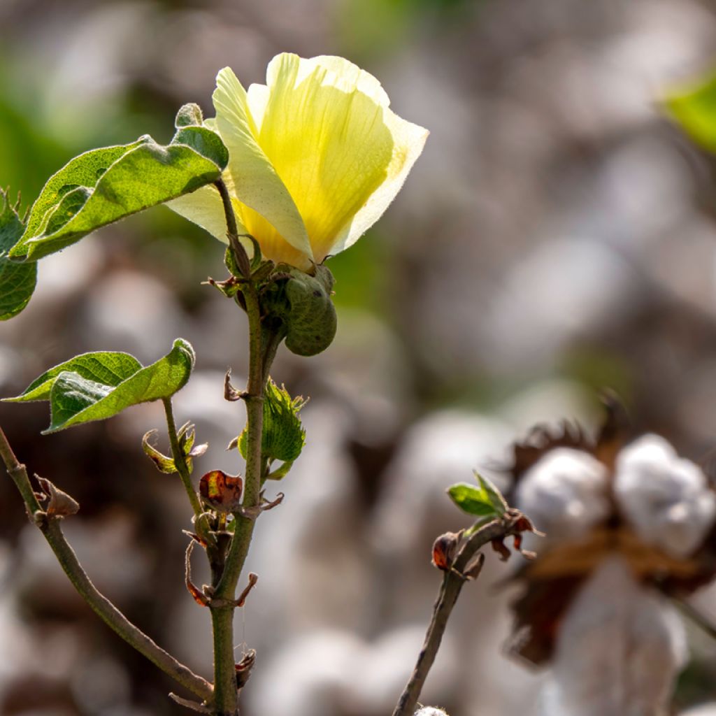 Intianpuuvilla (siemenet) - Gossypium herbaceum