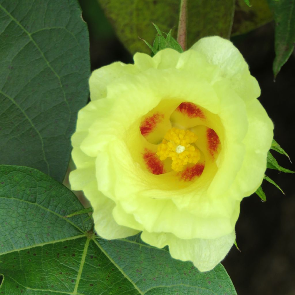 Intianpuuvilla (siemenet) - Gossypium herbaceum
