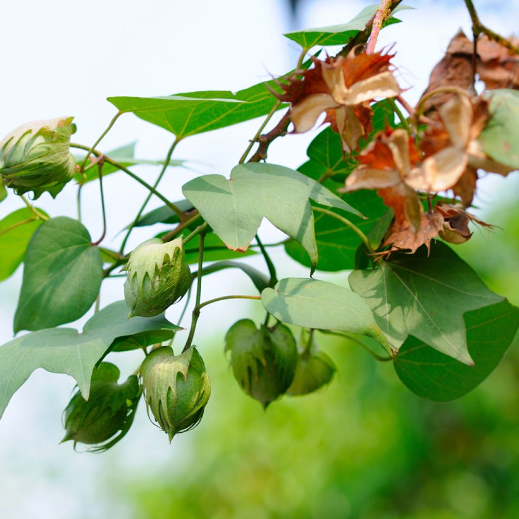 Intianpuuvilla (siemenet) - Gossypium herbaceum