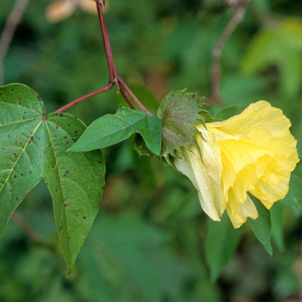 Intianpuuvilla (siemenet) - Gossypium herbaceum