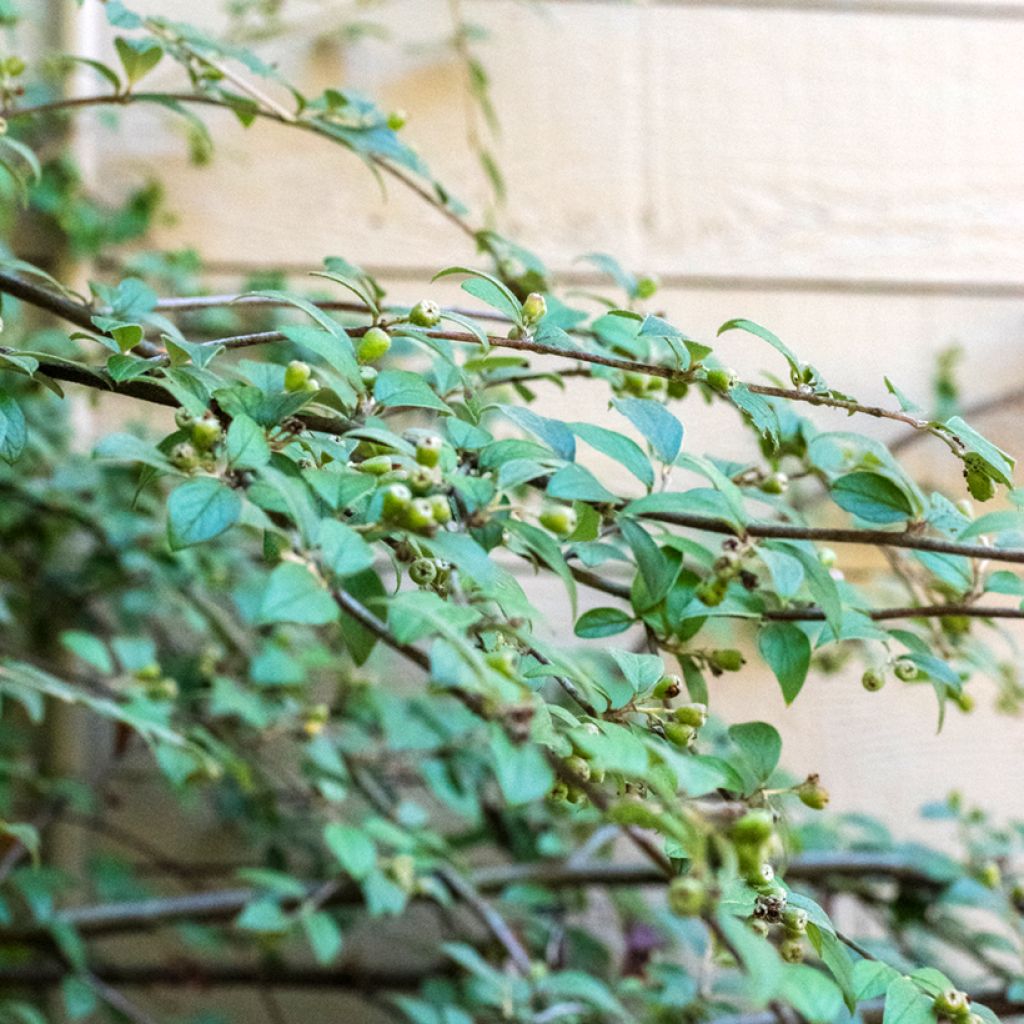 Tuhkapensaa (siemenet) - Cotoneaster franchetii