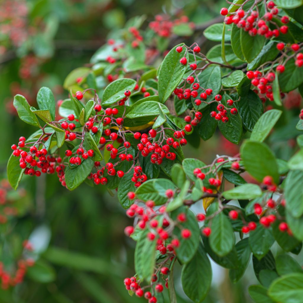 Tuhkapensaa (siemenet) - Cotoneaster franchetii