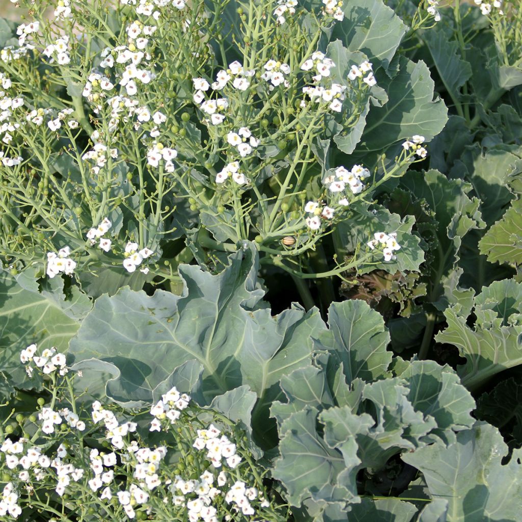Euroopanmerikaali (siemenet) - Crambe maritima