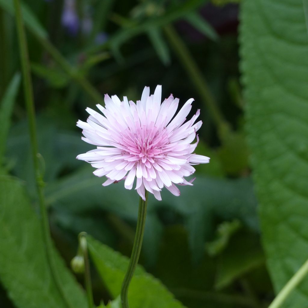 Punakeltto (siemenet) - Crepis rubra