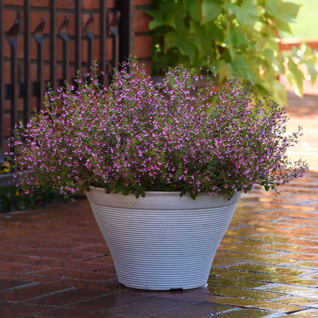Tulitorve Pink Shimmer (siemenet)