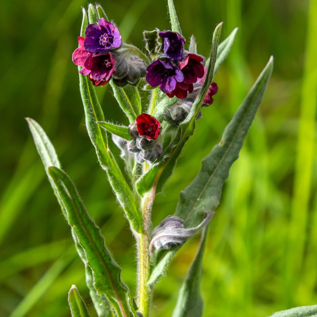 Koirankieli (siemenet) - Cynoglossum officinale