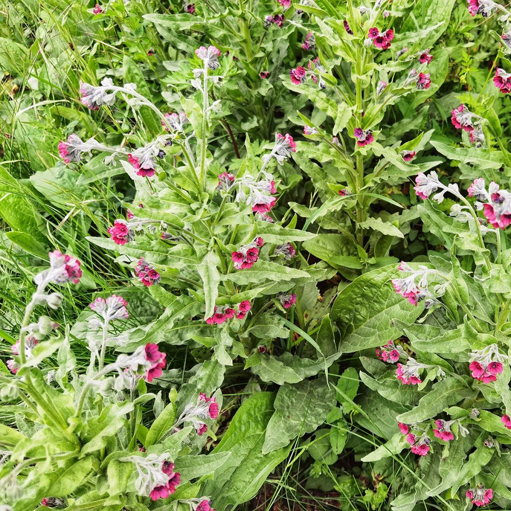 Koirankieli (siemenet) - Cynoglossum officinale