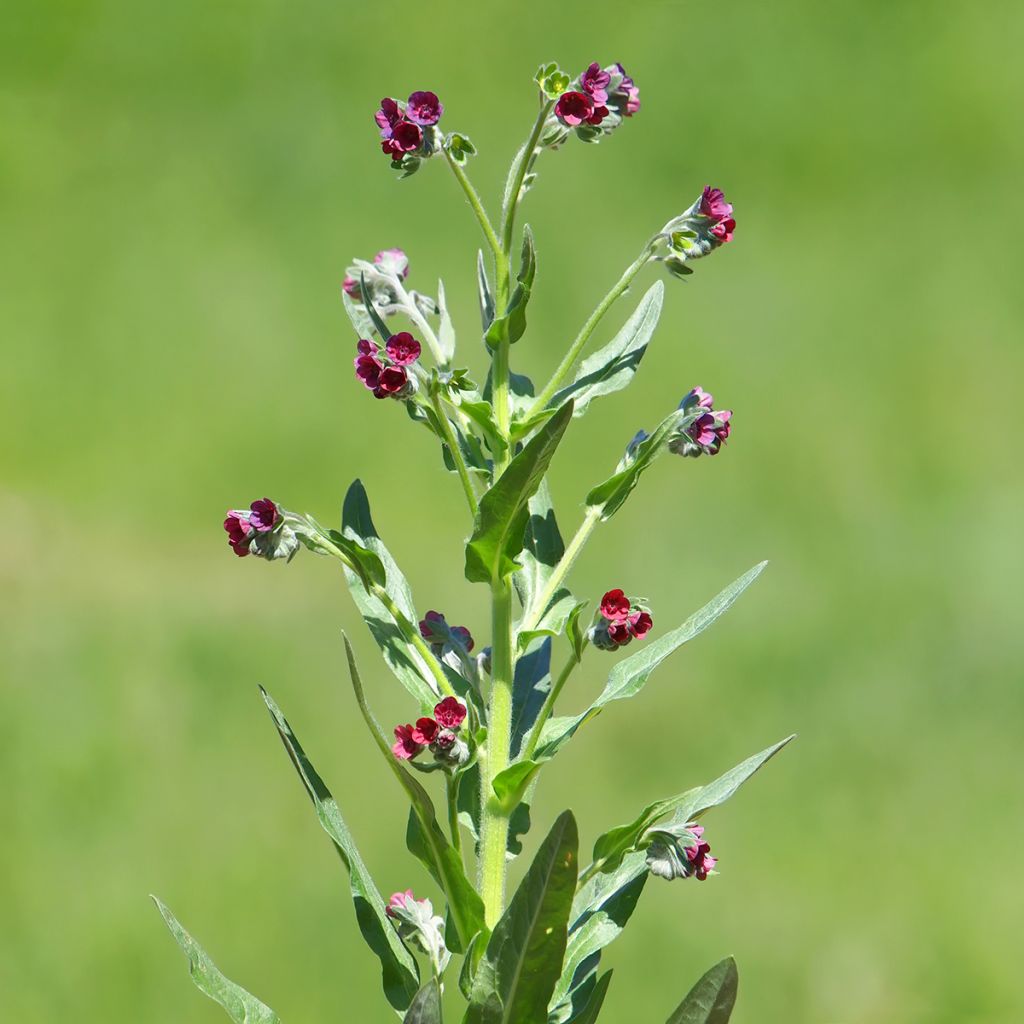 Koirankieli (siemenet) - Cynoglossum officinale