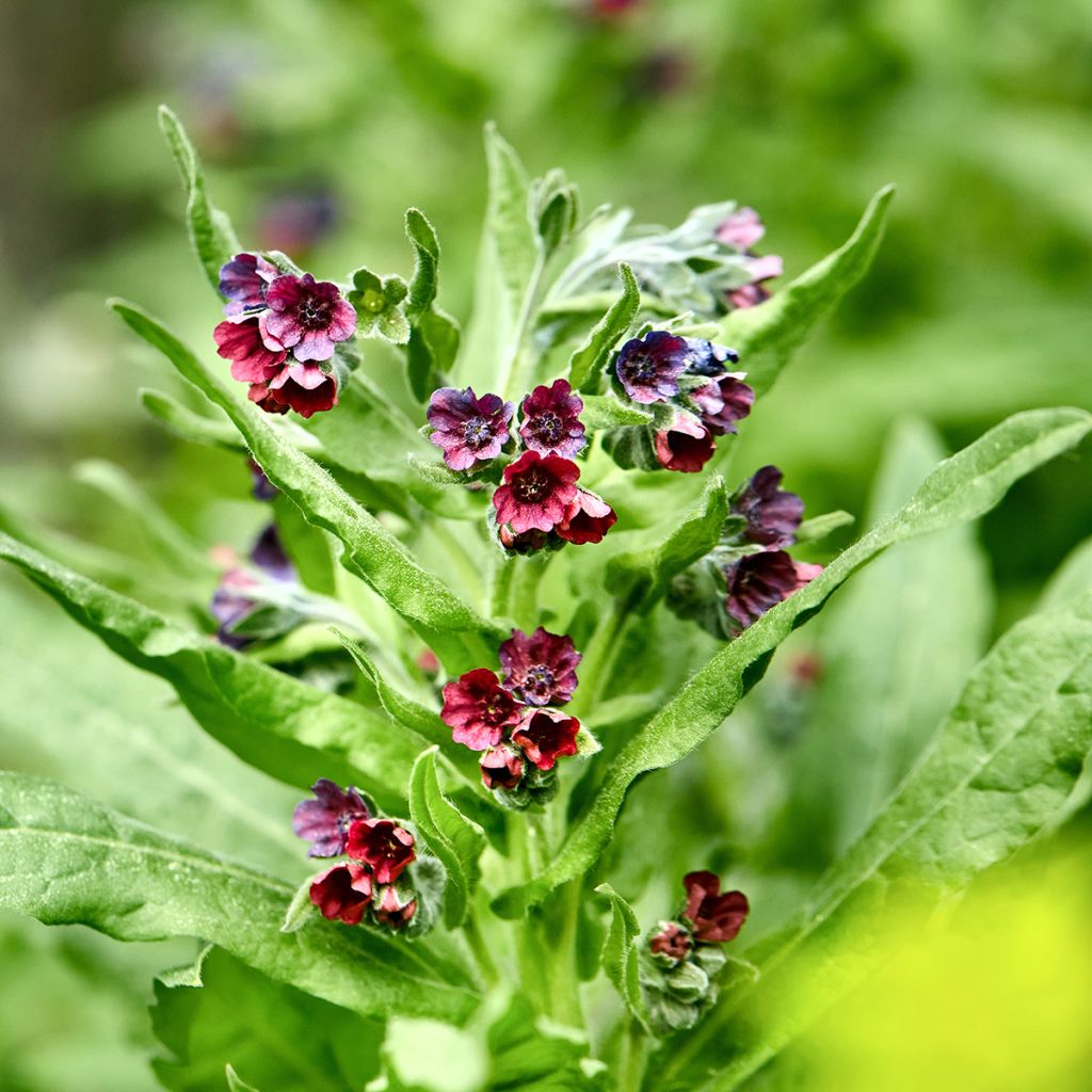 Koirankieli (siemenet) - Cynoglossum officinale