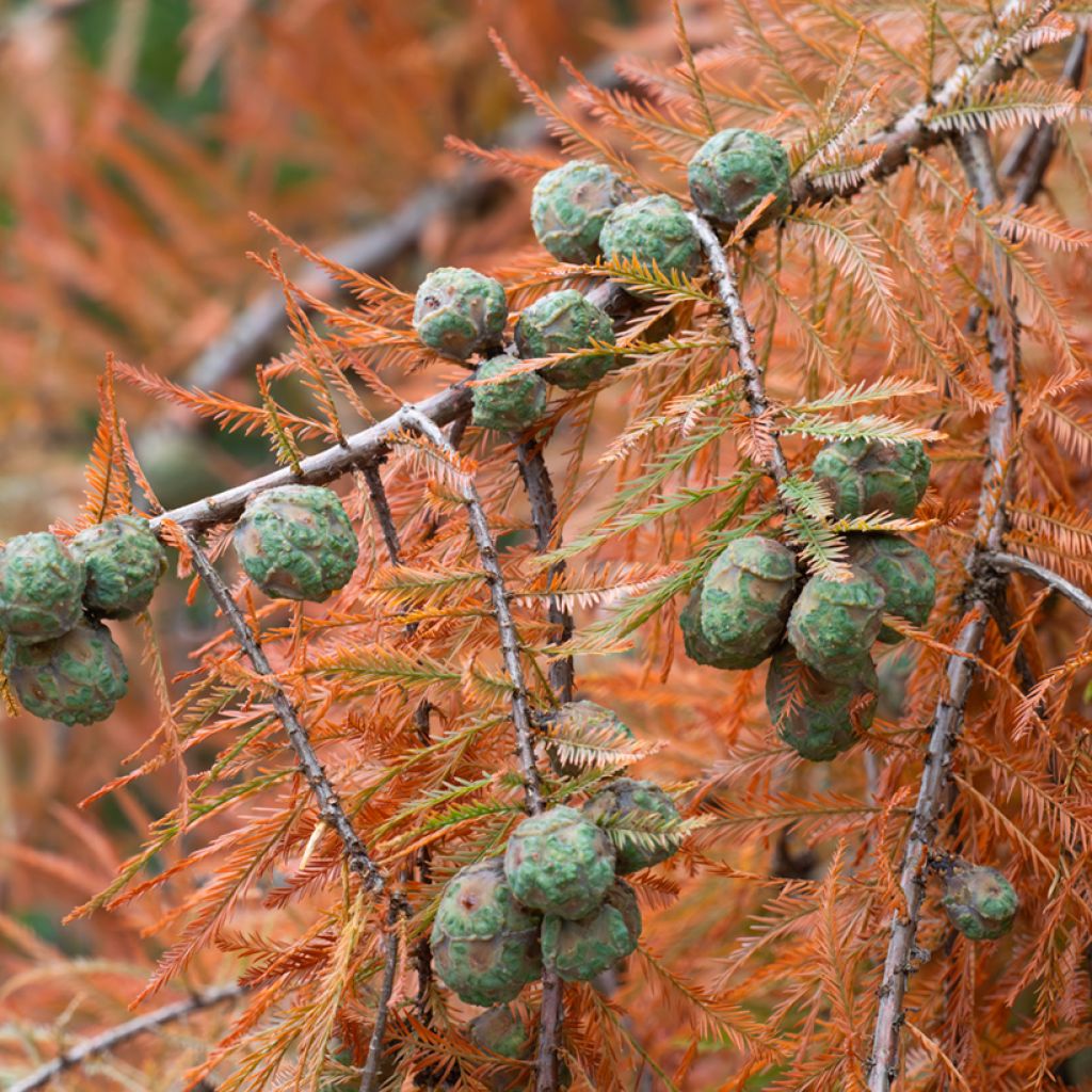Suosypressi (siemenet) - Taxodium distichum